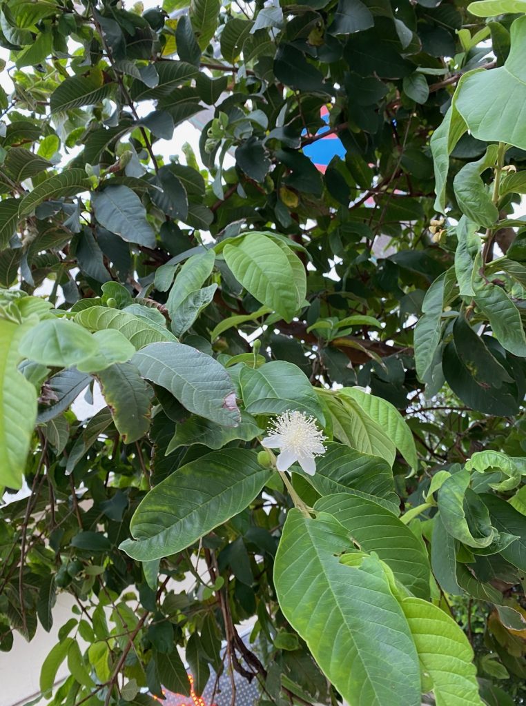 バンシルーの花 沖縄宝島つうしん